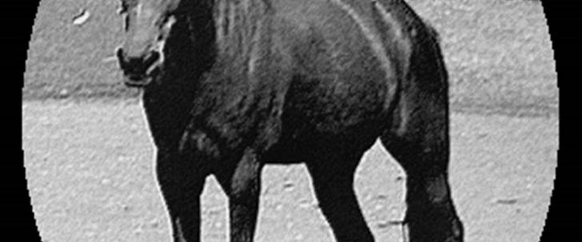 Sort/hvid billeder - Tegninger - Uploadet af Gitte N