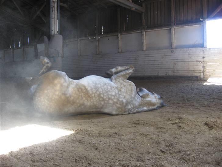 Charme, Selvtillid & Lækkert hår :P billede 1