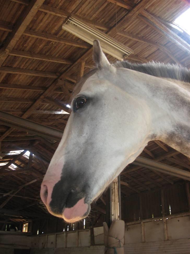 Charme, Selvtillid & Lækkert hår :P billede 2