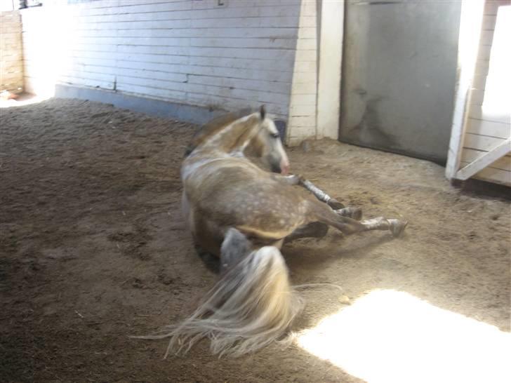 Charme, Selvtillid & Lækkert hår :P billede 7