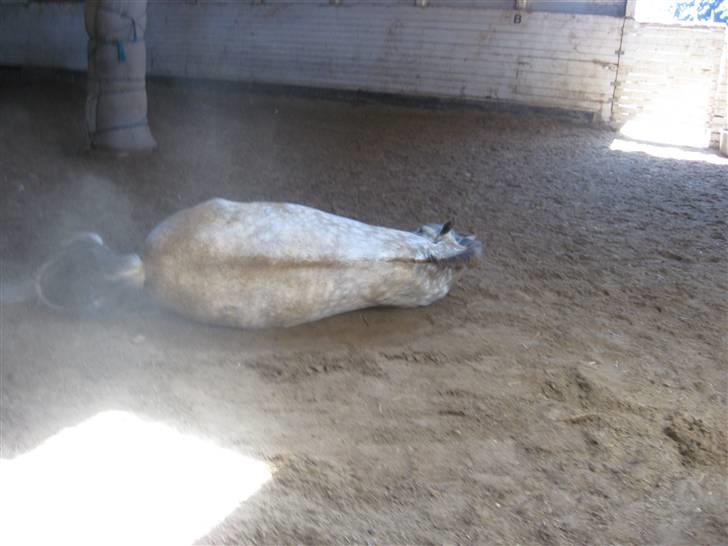 Charme, Selvtillid & Lækkert hår :P billede 8