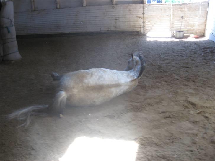 Charme, Selvtillid & Lækkert hår :P billede 9