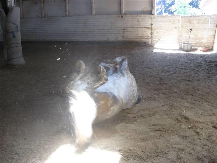 Charme, Selvtillid & Lækkert hår :P billede 10