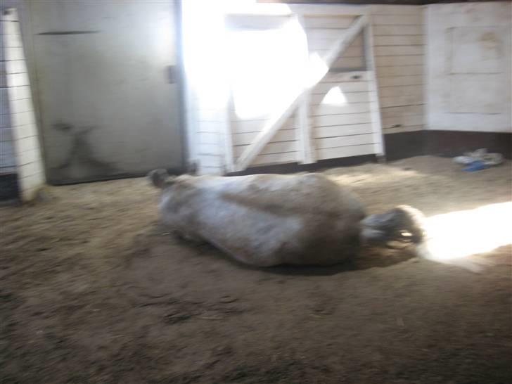 Charme, Selvtillid & Lækkert hår :P billede 15