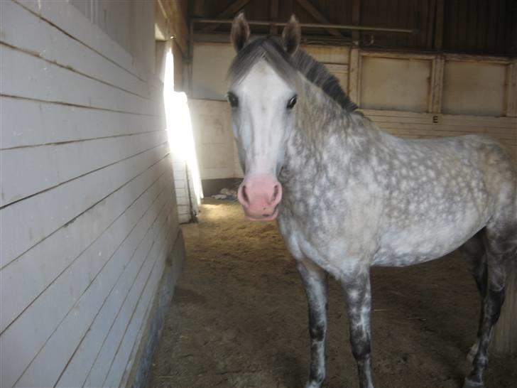 Charme, Selvtillid & Lækkert hår :P billede 39