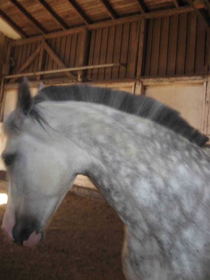 Charme, Selvtillid & Lækkert hår :P billede 59