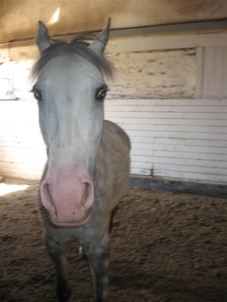 Charme, Selvtillid & Lækkert hår :P billede 60