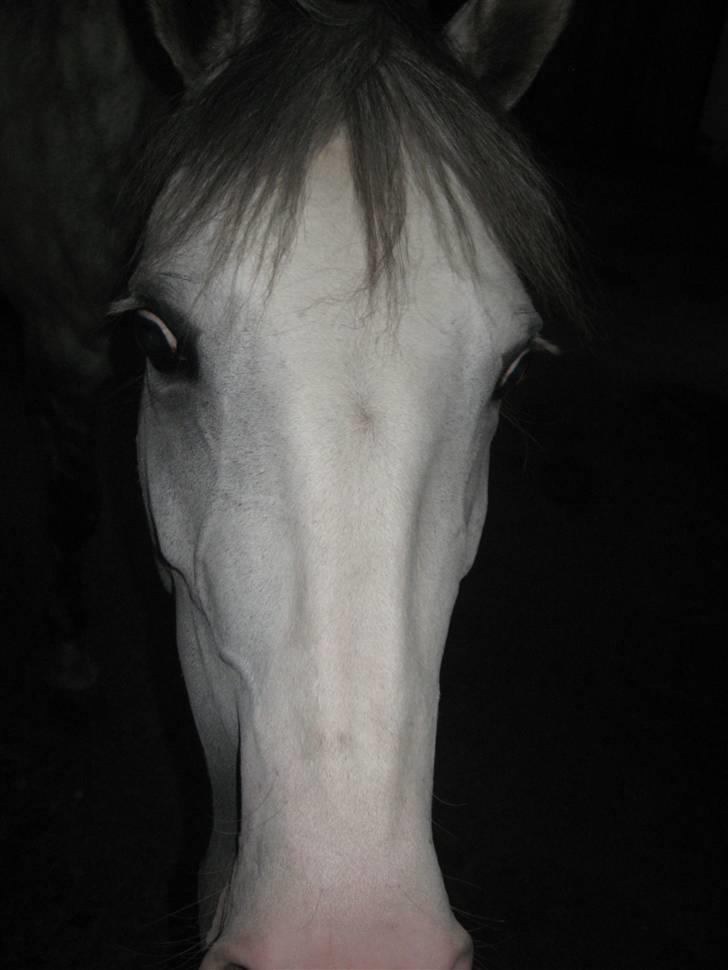 Charme, Selvtillid & Lækkert hår :P billede 66