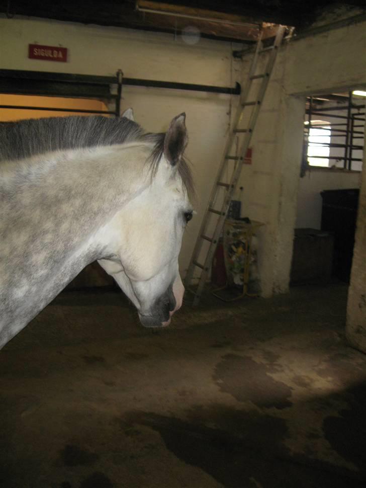 Charme, Selvtillid & Lækkert hår :P billede 68