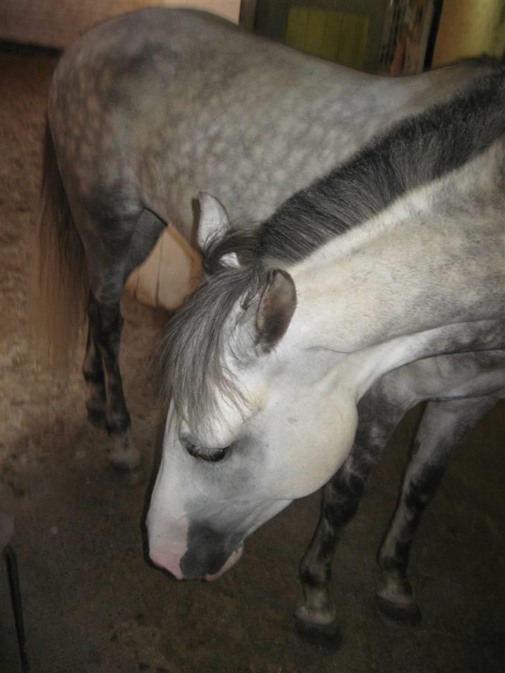 Charme, Selvtillid & Lækkert hår :P billede 69