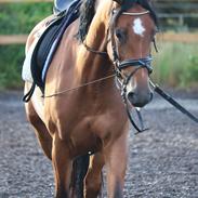 Casablanca første gang med rytter