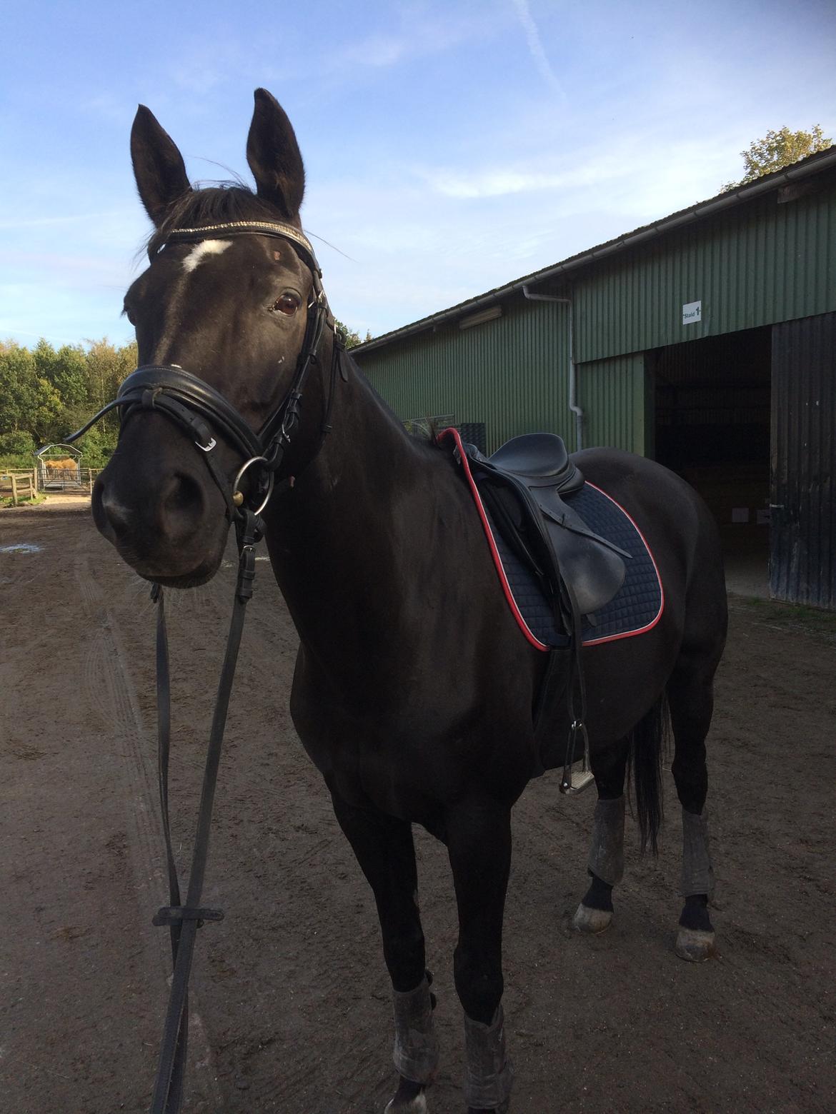 Alle heste jeg har redet i mit liv. <3 - Bolero, 2004, trakehner vallak, 165 i stang. Min nuværende part (oktober 2017). Jeg rider Bolero på ARK (albertslund rideklub) hvor vi rider mest tur og en smule dressur. han er super sød. Meget varm på tur - kigger på nye ting, men skal nok lige lære ham at kende. Han laver engang imellem nogle bukspring - ofte efter galop, når man laver overgang eller hvis han lige synes at han ikke var færdig med at gallopere. billede 86