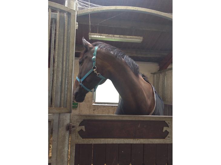 {{currentPhoto.altText}} billede {{currentPhoto.number}}