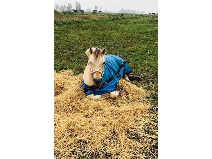 {{currentPhoto.altText}} billede {{currentPhoto.number}}