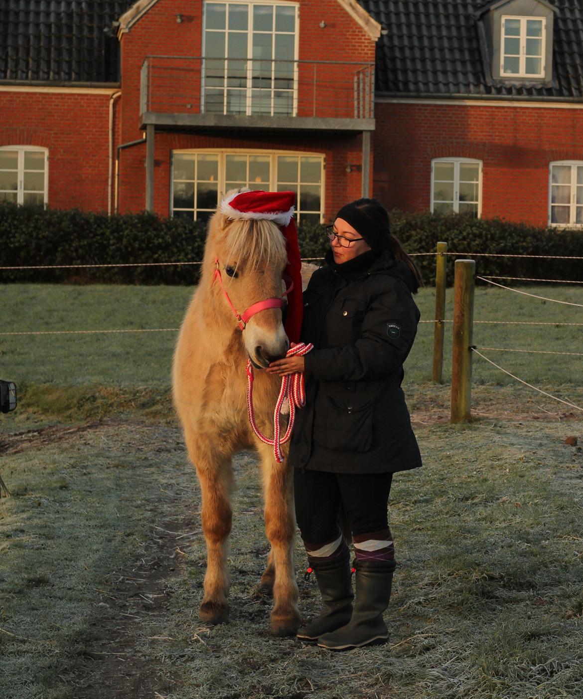 Masha - vejen fra plag til ridehest - 161217 | Hygge med mor og Masha - billeder med nissehue <3 billede 12