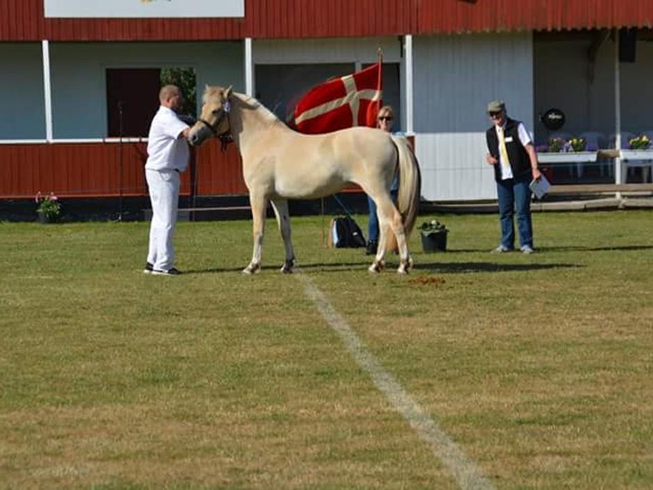 Det Fynske Dyrskue