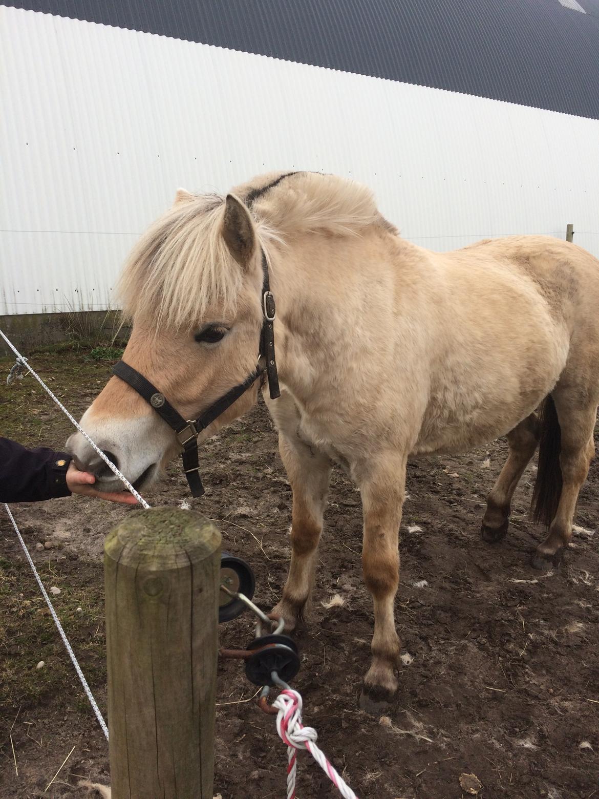 Masha - vejen fra plag til ridehest - 060418 | Masha og Gloria skifter fold inden plagskue billede 25