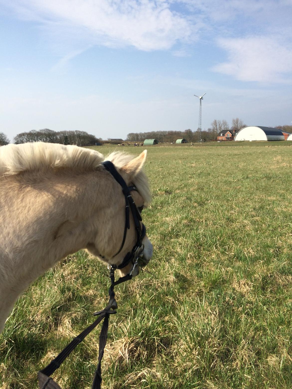 Masha - vejen fra plag til ridehest - 140418 | Gåtur med trense alene billede 31