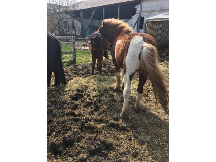 {{currentPhoto.altText}} billede {{currentPhoto.number}}