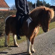 Rósa fra Møllen