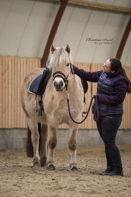 Masha - vejen fra plag til ridehest billede 67