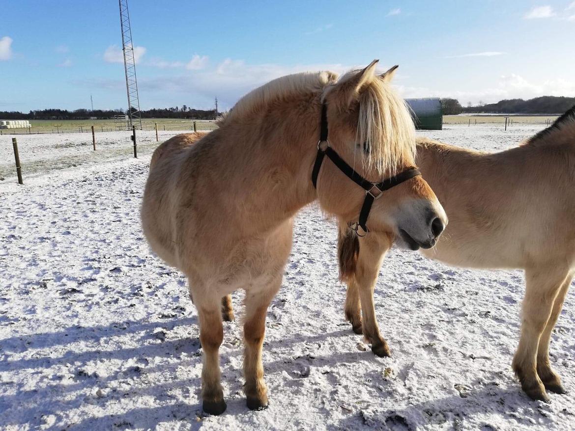 Masha - vejen fra plag til ridehest billede 70