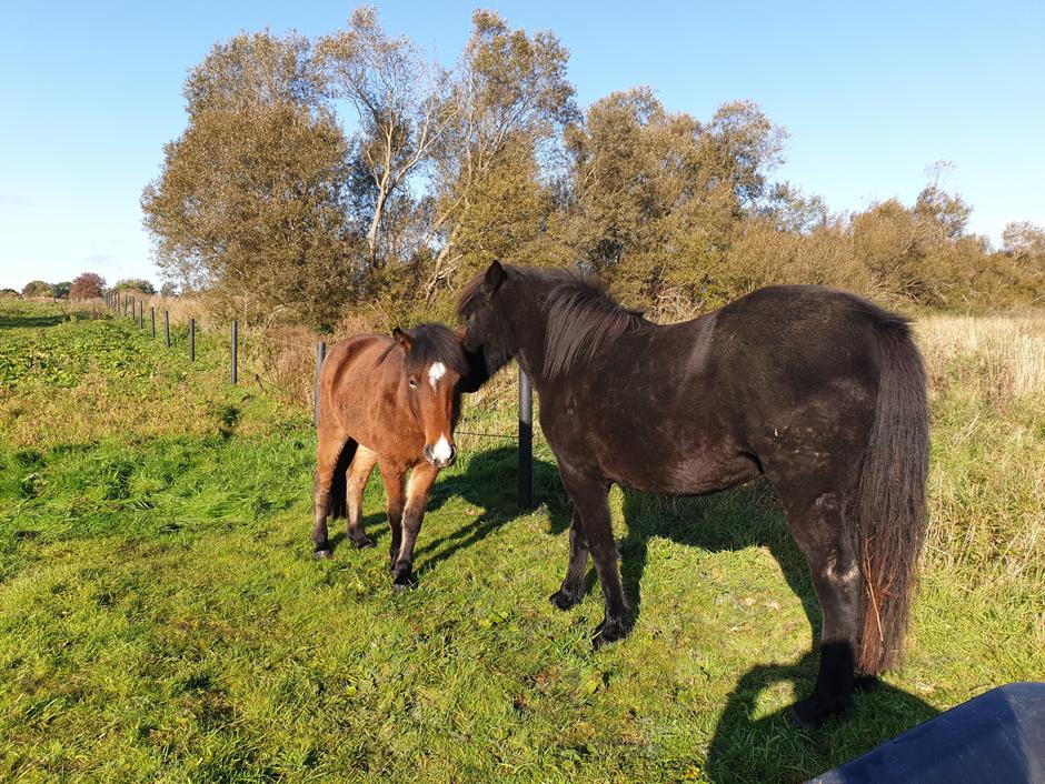 Vilma & Sif