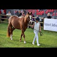 Det er min seje pony