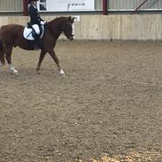 Det er min seje pony