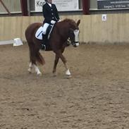 Det er min seje pony