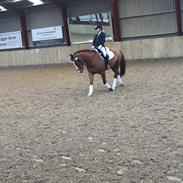 Det er min seje pony