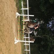 Billede af min smukke pony Robert Redford. 