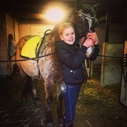 Billede af min smukke pony Robert Redford. 