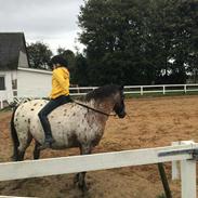 Billede af min smukke pony Robert Redford. 