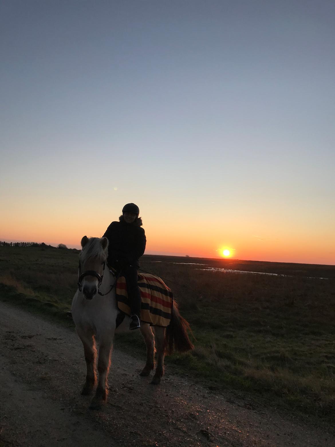 Masha - vejen fra plag til ridehest billede 124