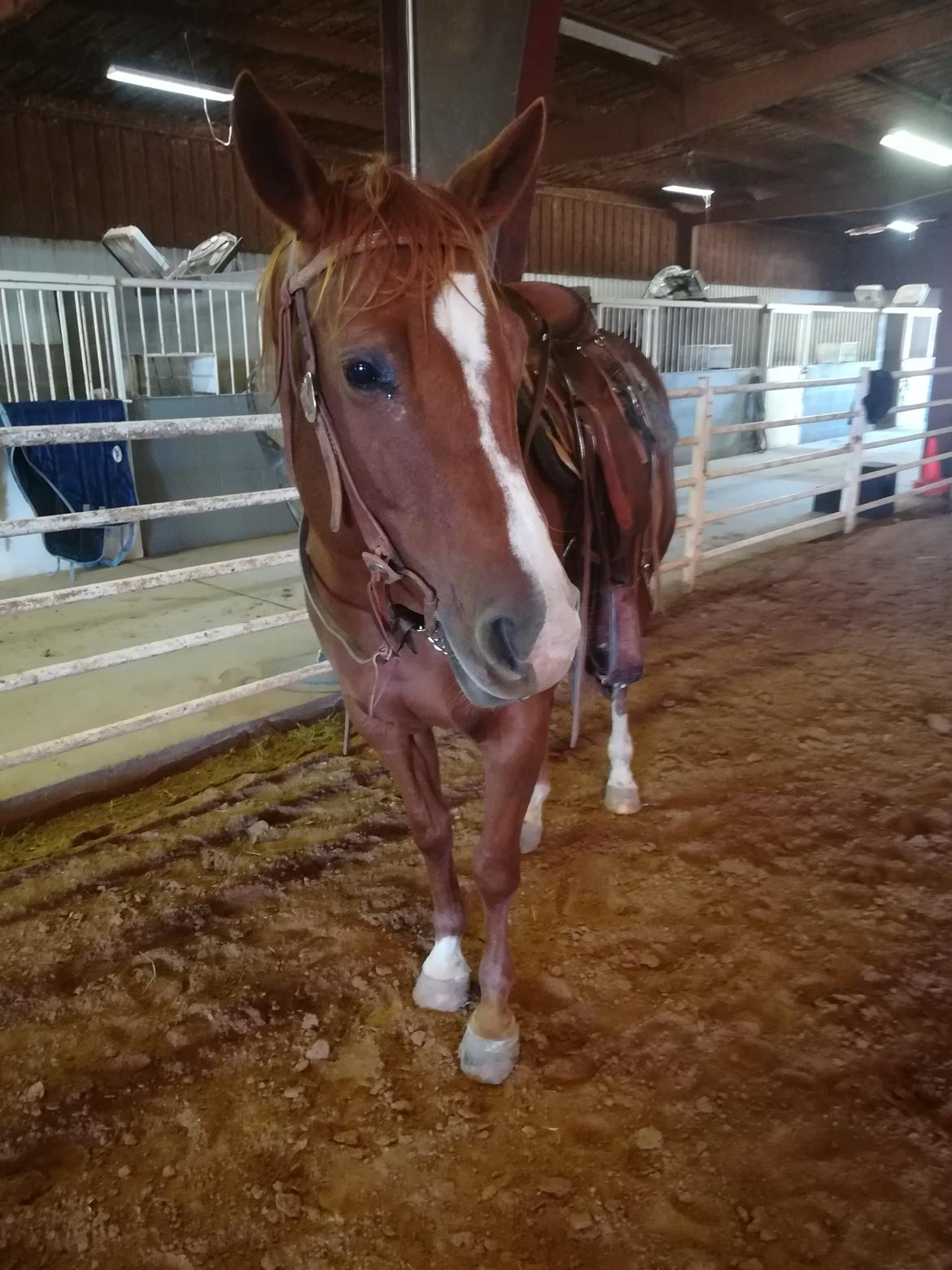 Alle heste jeg har redet i mit liv. <3 - 2019 - Faith. Griffin Cattle and Equine. En ranch hest på den ranch jeg besøgte i Holliday Texas. Ældre hoppe - tidligere barrelracer, som jeg ofte red på de guidede ture. ca. 14 år ifølge tænderne i 2019 billede 93