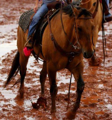 Alle heste jeg har redet i mit liv. <3 - 2019 - Pride Griffin Cattle and Equine. En ranch hest på den ranch jeg besøgte i Holliday Texas. Sød vallak, som ranchejerens egen datter på 5år rider stævner på. Jeg red ham mest på de guidede ture og en enkelt gang i ridehuset om tønder. Han var en af ranchejerens første og mest trofaste heste - ca. 17 ifølge tænderne. billede 95