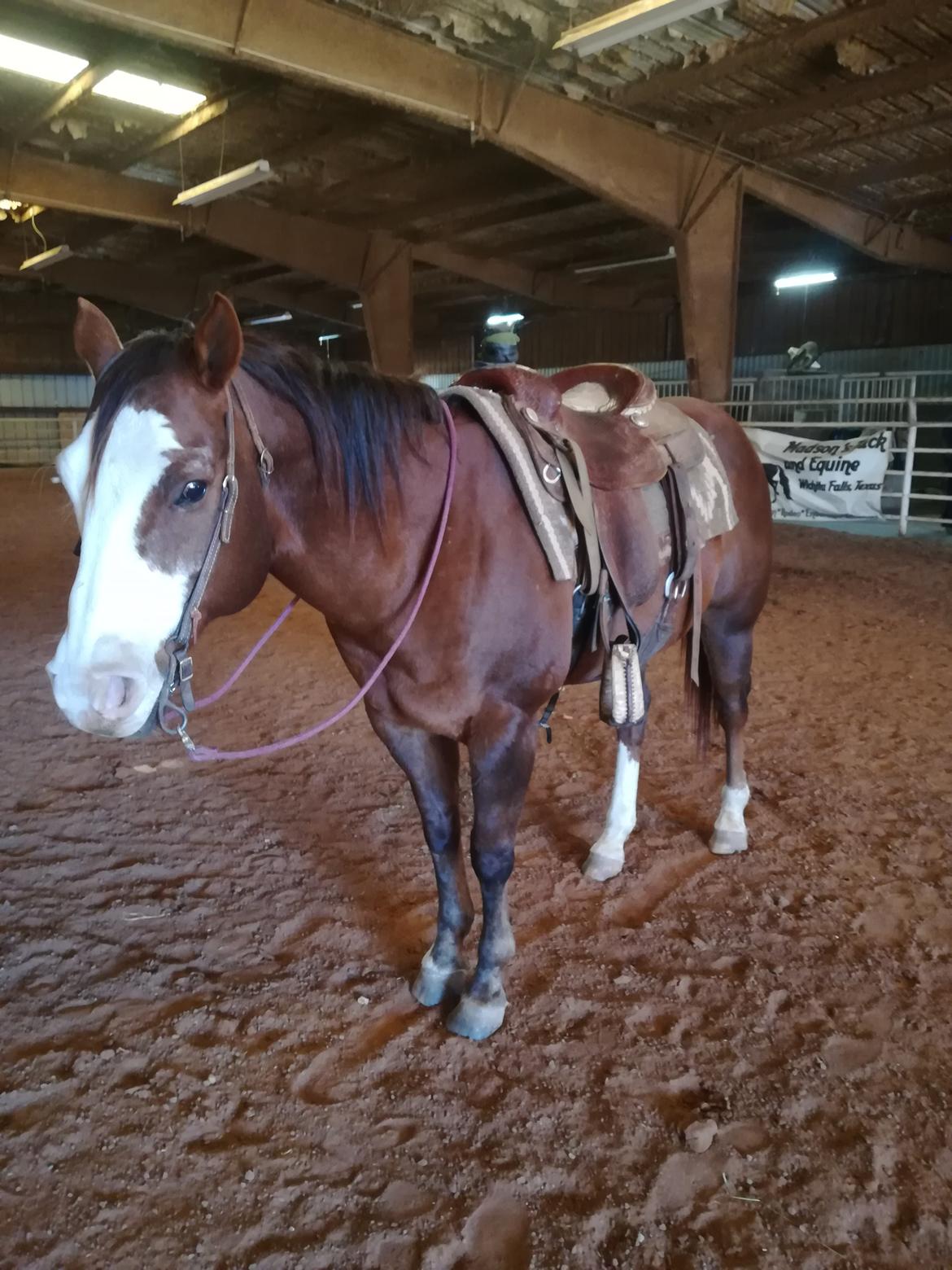 Alle heste jeg har redet i mit liv. <3 - 2019 - Smokey Griffin Cattle and Equine. En ranch hest på den ranch jeg besøgte i Holliday Texas. Favoritten Smokey var den sødeste turhest de havde. Han tog enhver rytter og gav en god tur hver gang. Jeg red pighunt med ham og han er så trofast som dagen er lang. Desværre en ældre herre på ca. 18år. I USA bliver hestene meget slidte og når de når over 15 kan det mærkes. billede 96