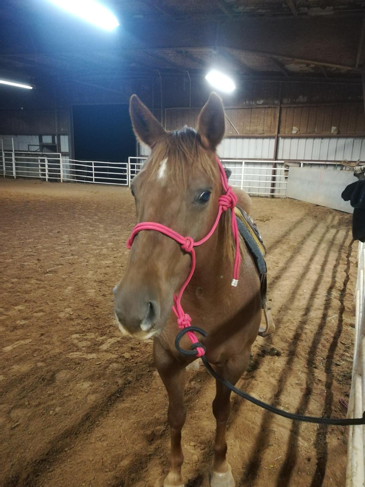 Alle heste jeg har redet i mit liv. <3 - 2019 - Tequila - eller de kaldte hende Red Mare.  Griffin Cattle and Equine. En ranch hest på den ranch jeg besøgte i Holliday Texas. Tosset hoppe på 6-7 år. Meget varm og spooky. Havde knækket mindst 6 sæt tøjler efter opbinding og hun kunne finde på at te sig helt tosset over helt almindelige ting. Det skyldes nok måden de tilrides på i Texas. Hun var favoritten pga. hendes personlighed og følsomhed. Jeg red hende meget på turene og når jeg red med min veninde Yvonne. Ranchejeren brugte hende dog meget, så jeg red hende ikke, hvis han havde motioneret hende. Hendes temperament gjorde at hun svedte meget. I ridehus kunne hun slet ikke slappe af, men med en masse louping / volter så gik det bedre.  billede 97