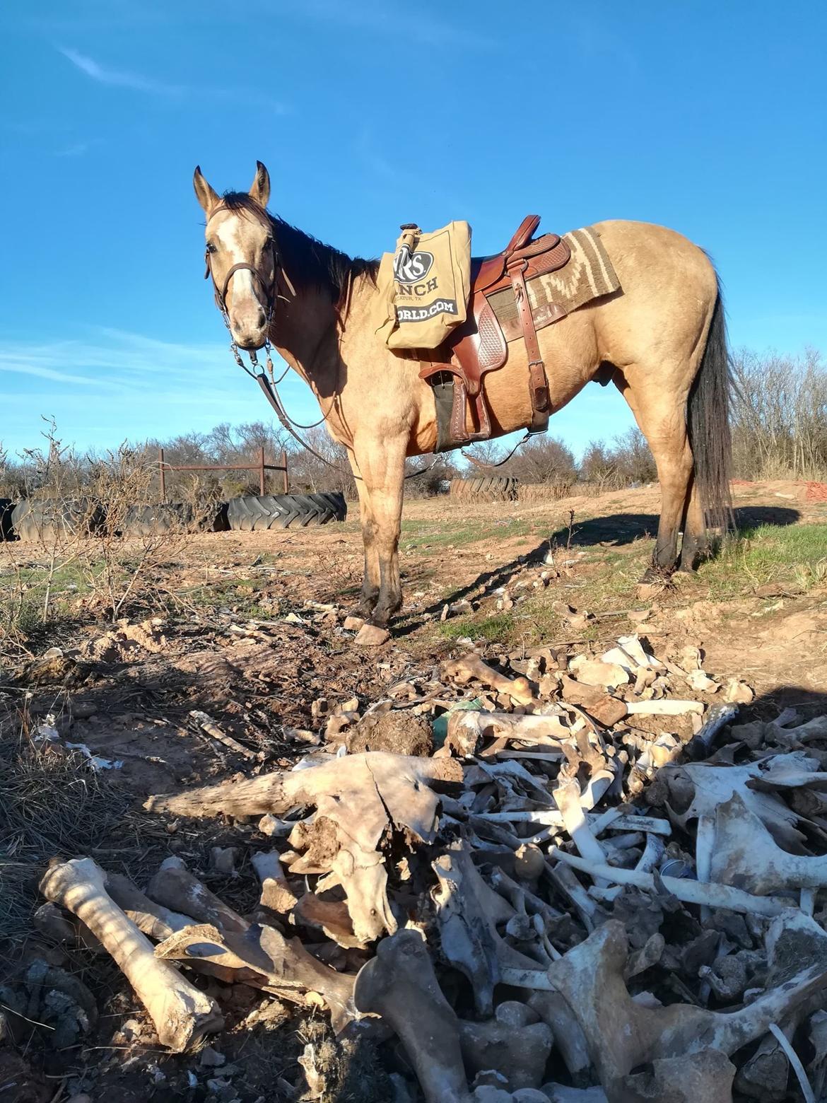 Alle heste jeg har redet i mit liv. <3 - 2019 - Twister - Griffin Cattle and Equine. En ranch hest på den ranch jeg besøgte i Holliday Texas. Headshaking vallak med lidt for varmt hoved til den splejsede krop. Dog en god roping hest for ranchejeren, når hans hest var halt. Jeg red twister på tur, bl.a. i en nationalpark på min fødselsdag, hvor min veninde Yvonne tog mig med trailer ud og ride et par timer. ca. 8 år, men ser lidt sølle ud, da han er høj og ikke vildt muskuløs. God hurtig galop over markerne. billede 98