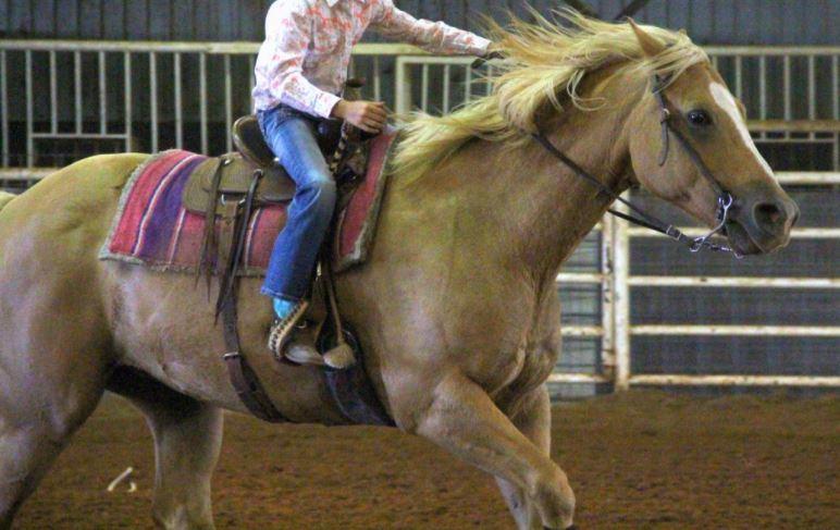 Alle heste jeg har redet i mit liv. <3 - 2019 - Angel - Griffin Cattle and Equine. En ranch hest på den ranch jeg besøgte i Holliday Texas. Sød palomino hoppe, men med kronisk gigt i koderne, specielt det ene forben. Meget halt, så hun blev kun brugt på guidede ture når der ikke var andre heste. Lidt en sur kone på folden, men sød alt i alt. Ca. 20 år ifølge tænderne billede 94