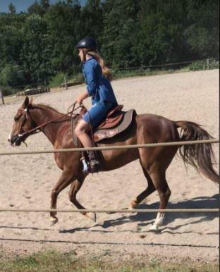 Alle heste jeg har redet i mit liv. <3 - 2019 - Rusty - halvbror til blaze - En American Quarter Horse med det bedste sind. Jeg tror han - modsat blaze - har fået mindre fuldblod spook i sig - måske fra Bounty. Han er en skøn hest. Jeg så Louise Falkenstjerne ride ham til stævne, hvor min søster Christine Roe stillede op til stævne på Bounty og da han teede sig fjollet spurgte Louise om jeg ville sætte ham på plads. Jeg er altid klar til at hoppe i sadlen og jeg frygter at Rusty hurtigt kunne blive den næstbedste hest jeg kommer til at have redet (efter Snickers). Louise har nu en fjordhest og Rusty, så når pengene en dag er til det, så kunne det være jeg var heldig at kunne få fingrene i ham. billede 5