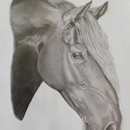 Portrætter af heste