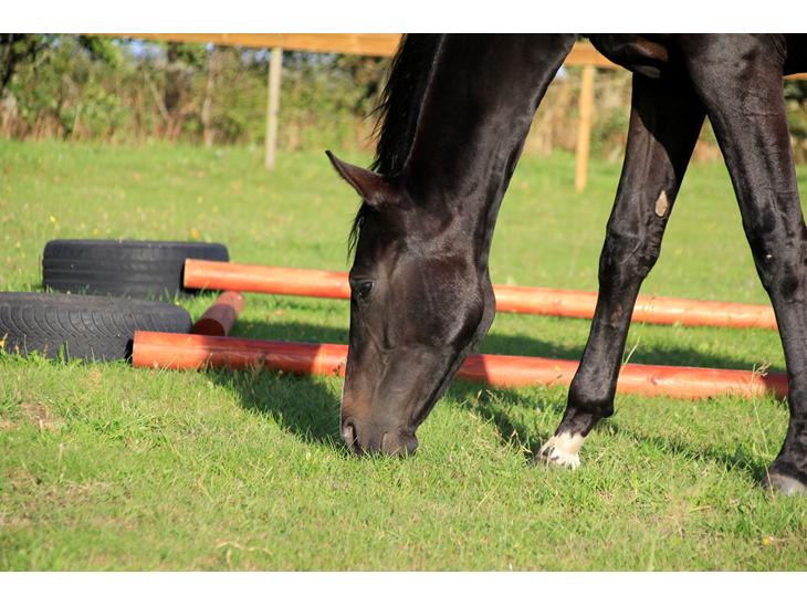 {{currentPhoto.altText}} billede {{currentPhoto.number}}