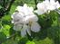 Natur billeder