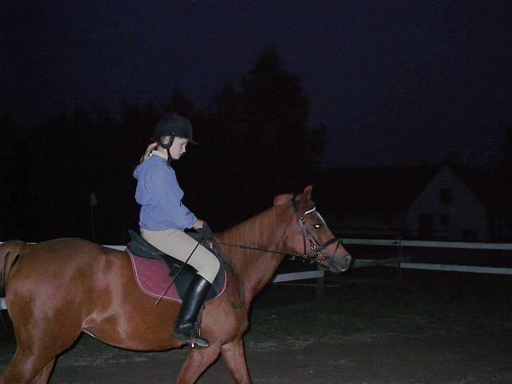 Heste jeg rider på eller har gjordt :)  - Flika billede 18