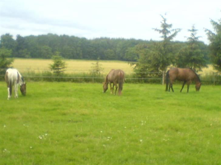 Ferie i Fjellerup 2007 - På deres fold i Fjellerup, 50,- pr. døgn billede 1