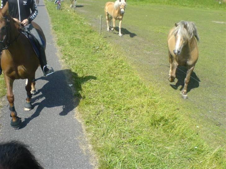 Ferie i Fjellerup 2007 - Nogle finde ponyer vi mødte på en af vores turer billede 6