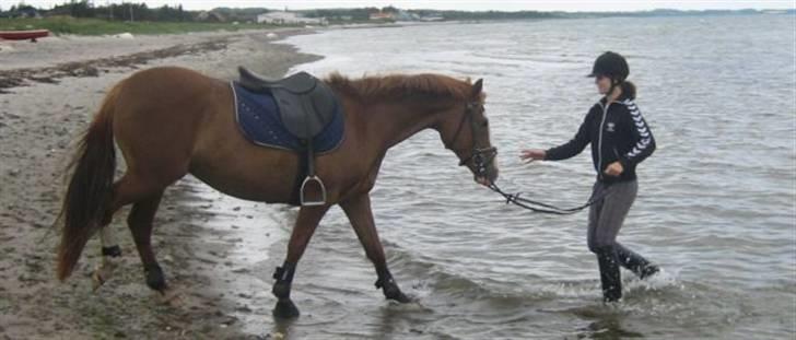 Ferie i Fjellerup 2007 - Ally kunne overtale stort set alle hestene billede 16