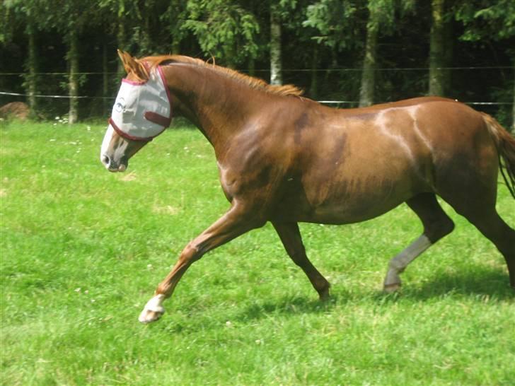 Ferie i Fjellerup 2007 - Fine desse pigen på folden billede 25